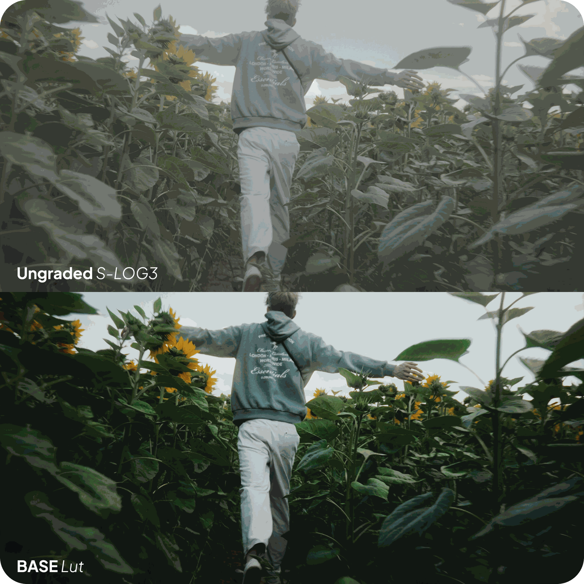 Base Lut by LOGRO strapnstyles